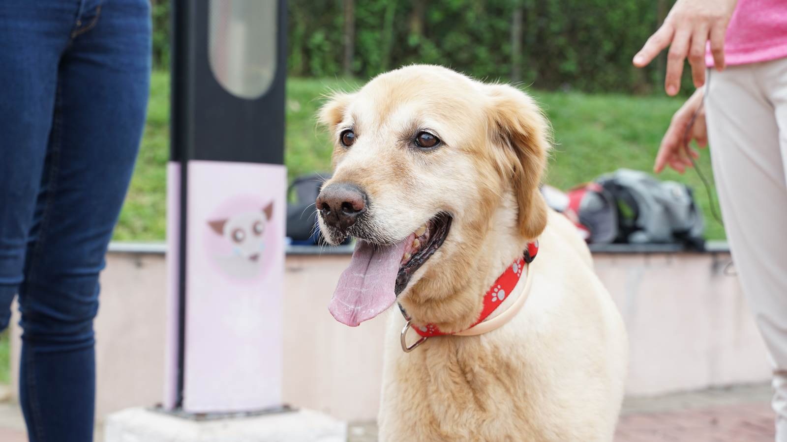 領養狗 受離世狗報夢付託狗義工收養老金毛尋回犬走出喪犬傷痛