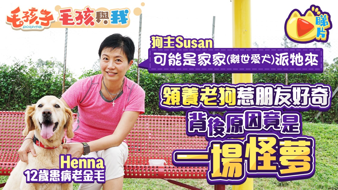 領養狗 受離世狗報夢付託狗義工收養老金毛尋回犬走出喪犬傷痛