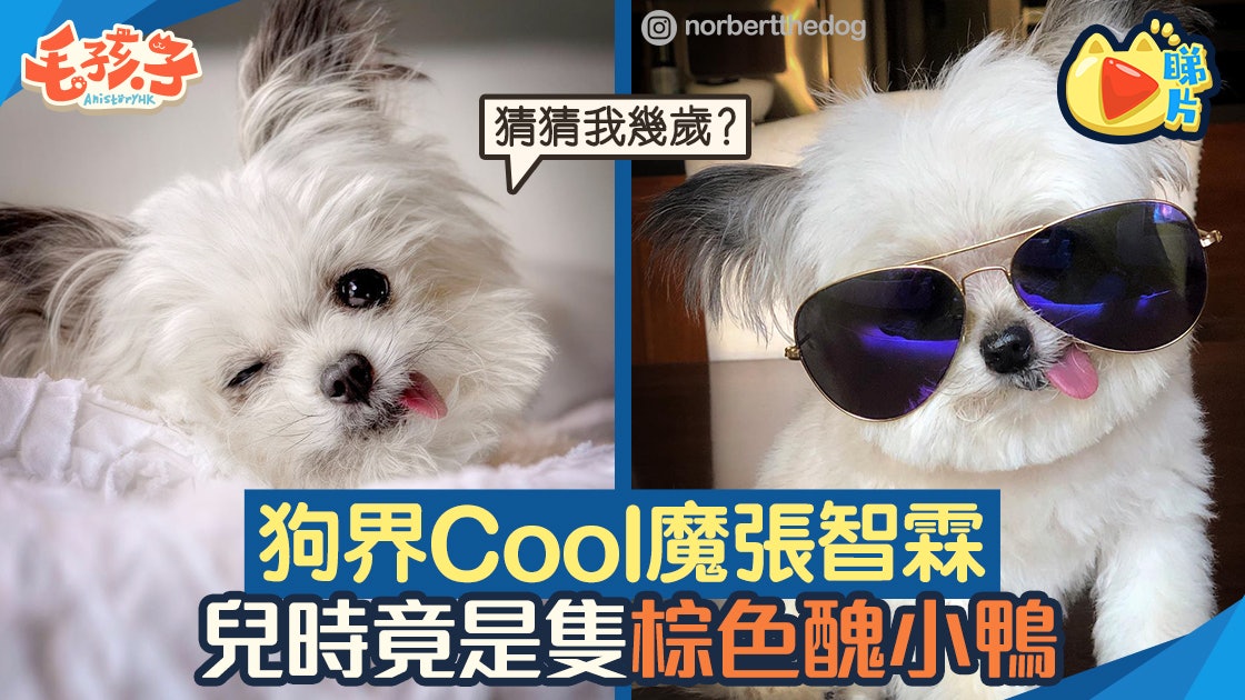 萌寵充電站 狗界張智霖靠招牌吐舌樣治療病人心靈 香港01 寵物