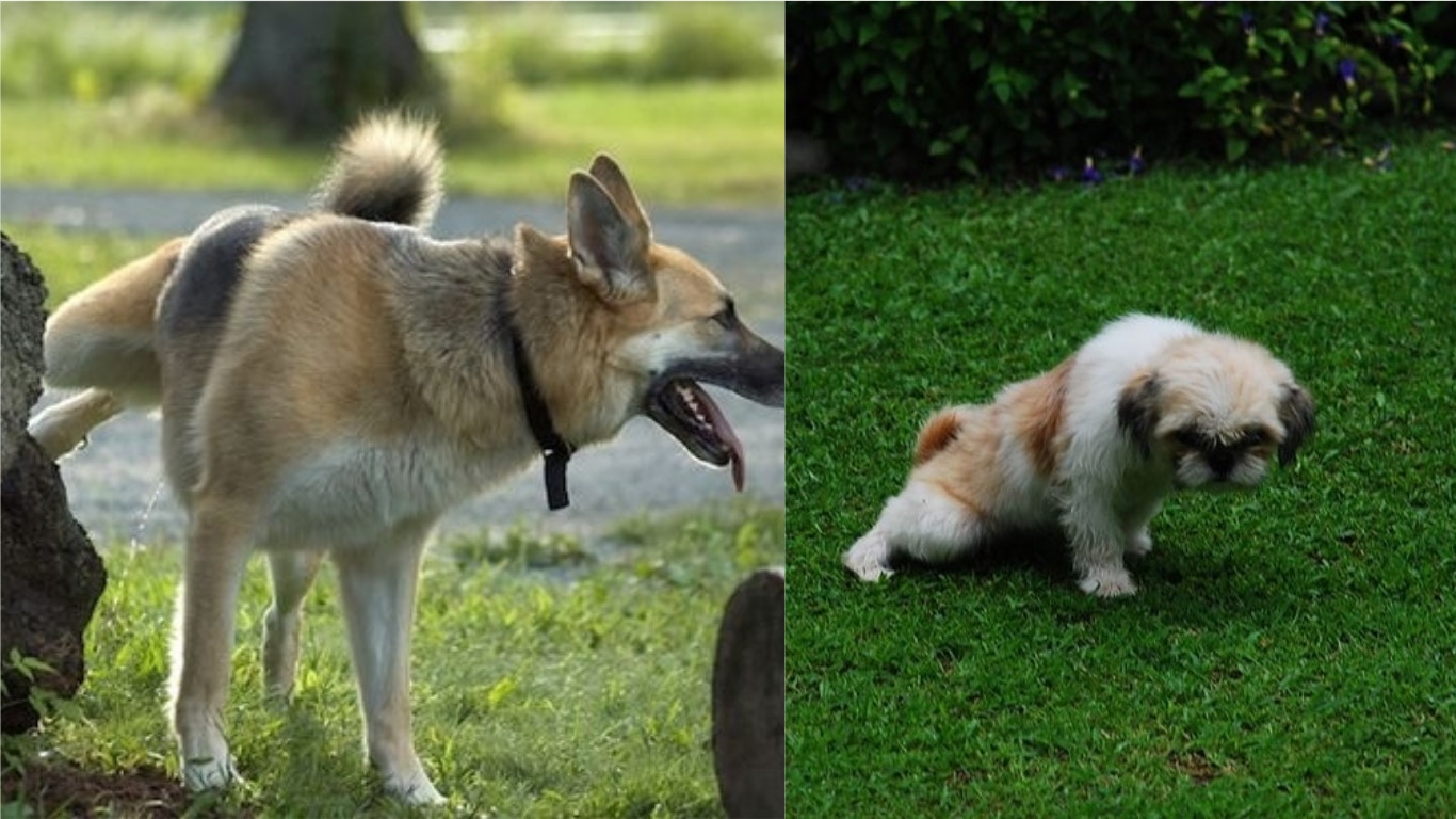 除咗柴犬 秋田犬原來還有牠們 日本狗狗你認識幾種