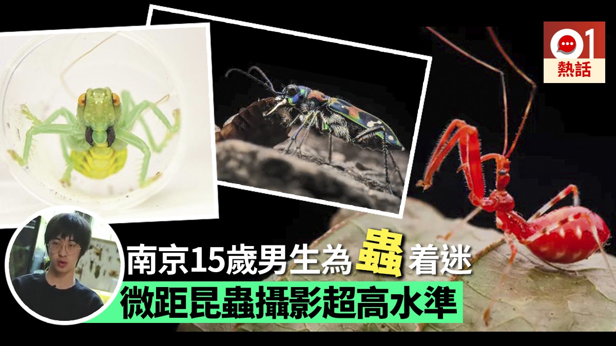 南京15歲蟲癡養0品種共800隻昆蟲冀成 國家地理 攝影師 香港01 熱爆話題