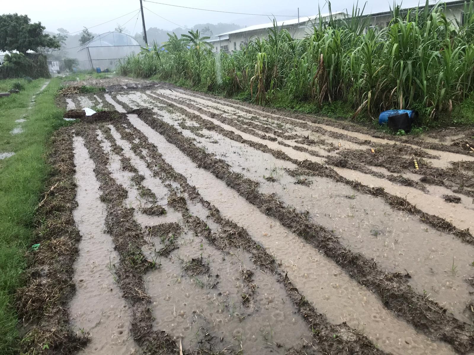 避過紅雨 農田 壞咗 怎麼辦 港農變招濕田種稻米自救