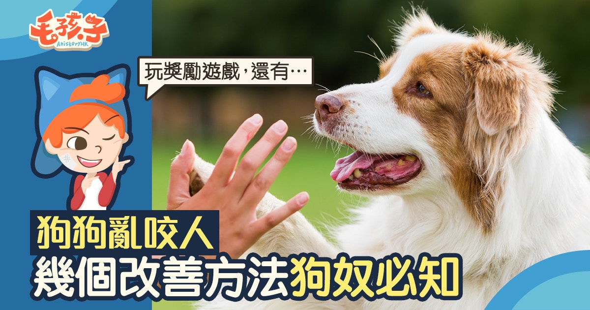 犬隻訓練 啃咬也分好幾種別再誤會狗狗是攻擊狂