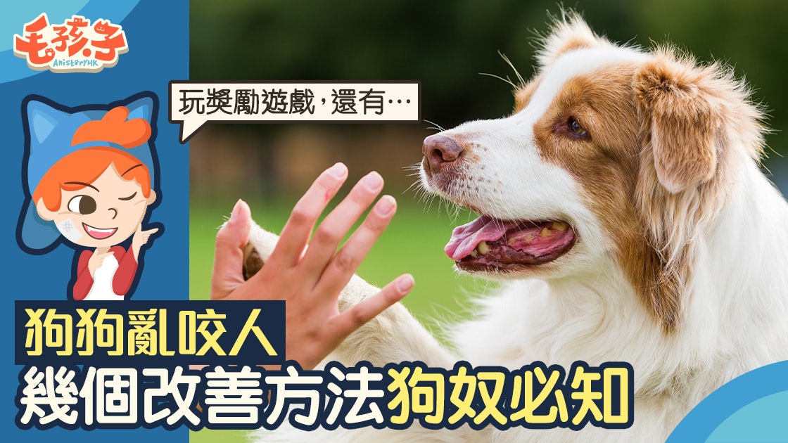 犬隻訓練 啃咬也分好幾種別再誤會狗狗是攻擊狂 犬隻訓練 啃咬也分好幾種別再誤會狗狗是攻擊狂