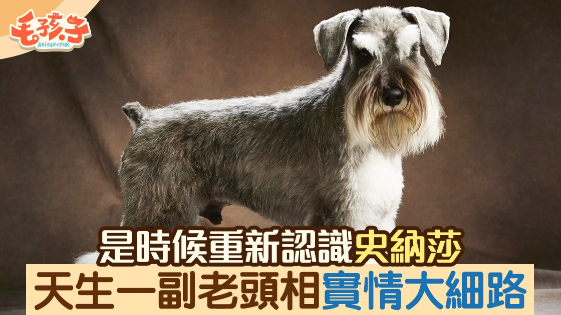 史納莎 天生 伯伯 樣 實情大細路是時候重新認識史納莎 香港01 寵物