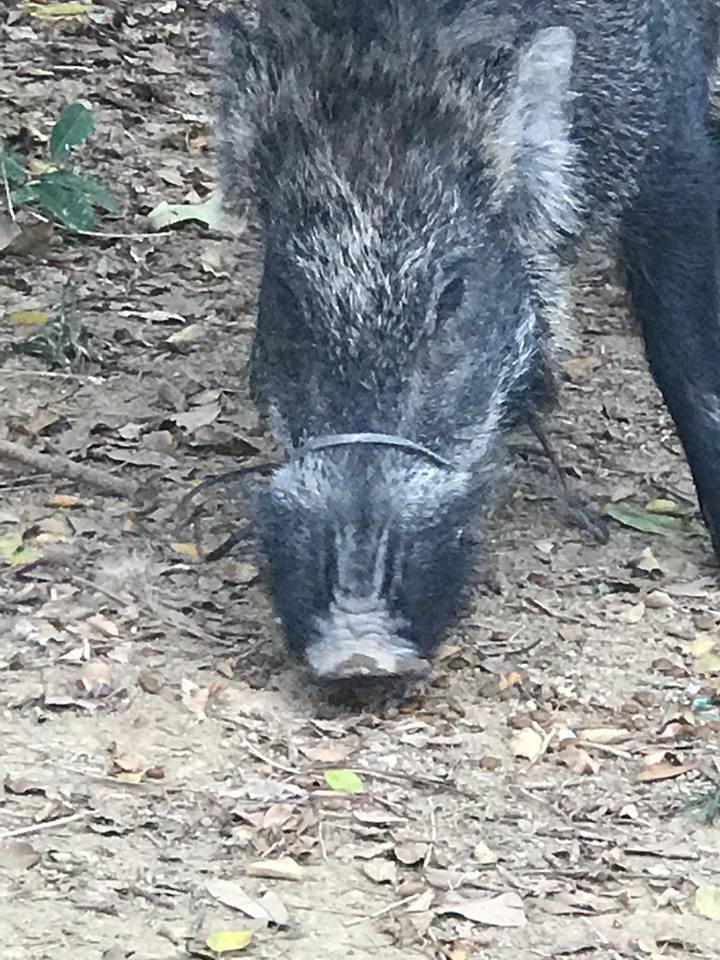 Fion曾見過有野豬被垃圾繩綁住嘴巴。(Fion提供) Fion曾見過有野豬被垃圾繩綁住嘴巴。(Fion提供)