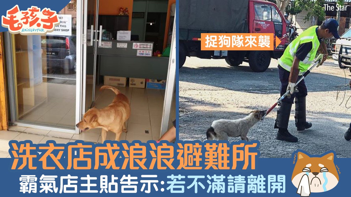 洗衣店開放成流浪狗避難所避開捉狗隊霸氣店主 不滿請離開 香港01 寵物