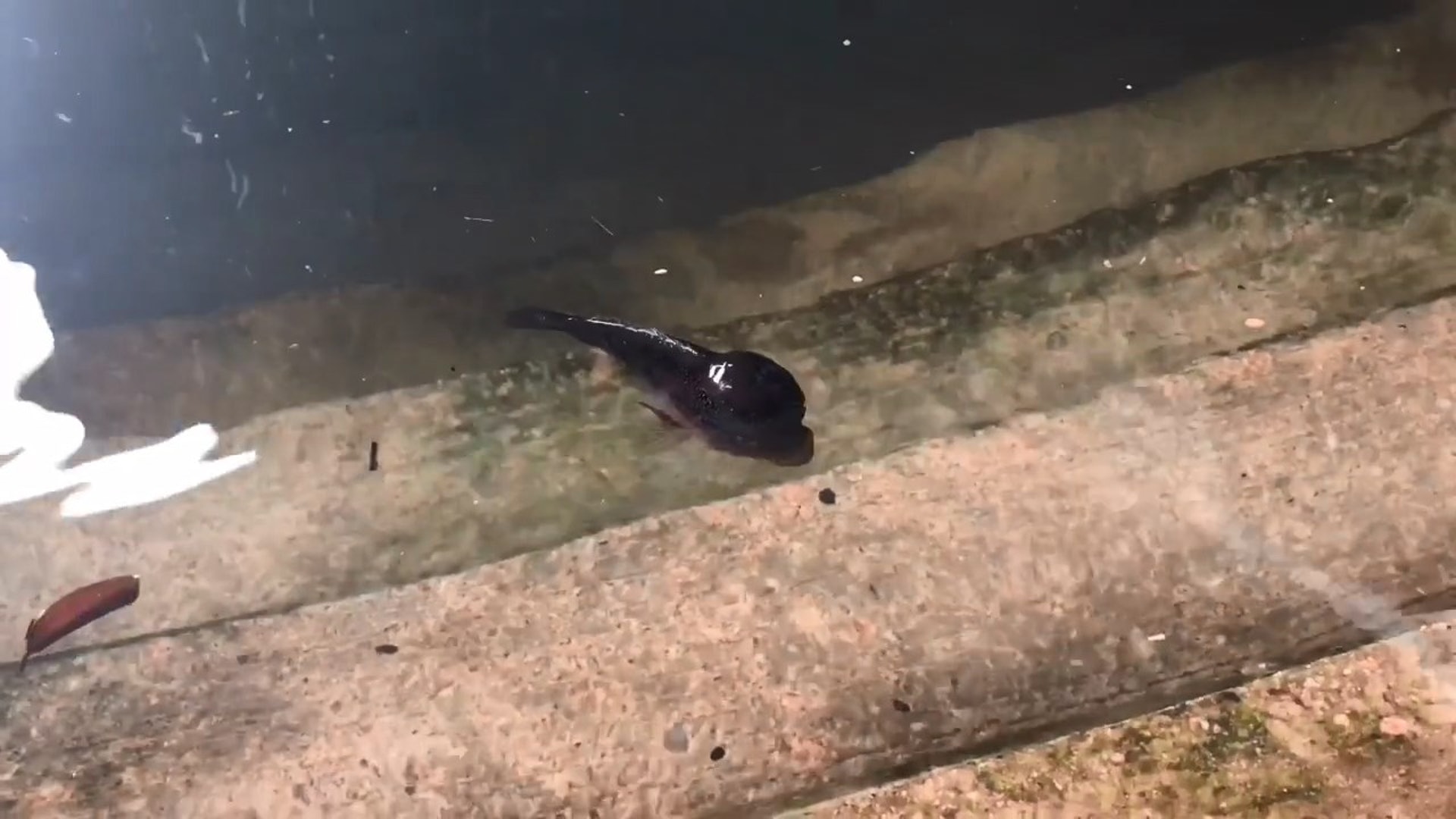 淡水魚被放生到鹹水命危好心人救魚 點先教到人唔好亂放生 香港01 熱爆話題 淡水魚被放生到鹹水命危好心人救魚 點先教到人唔好亂放生 香港01 熱爆話題