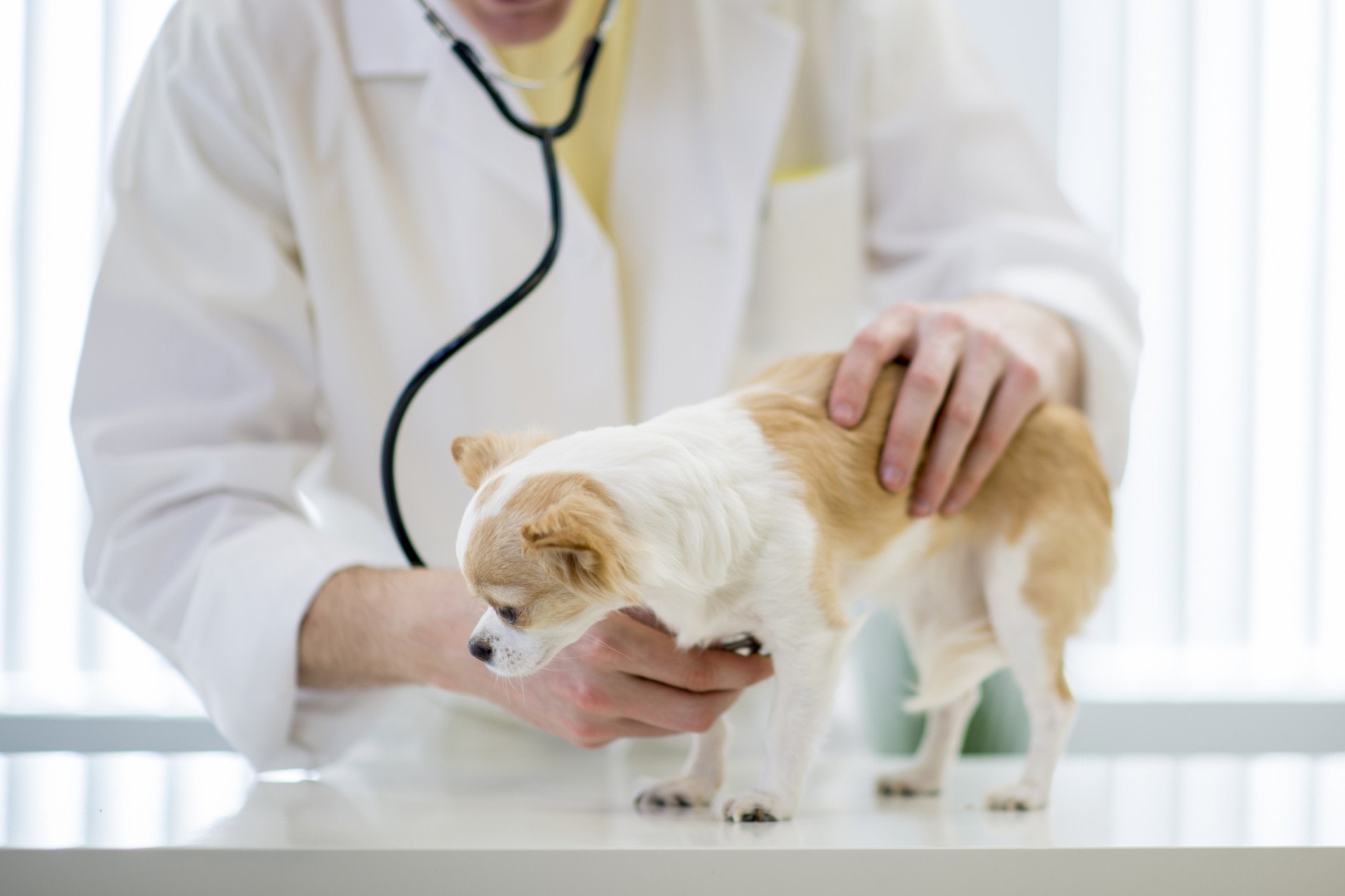 新例規定被出售狗隻必須植入晶片、由註冊獸醫執行兩次防疫注射,及年滿10週大。(VCG) 新例規定被出售狗隻必須植入晶片、由註冊獸醫執行兩次防疫注射,及年滿10週大。(VCG)