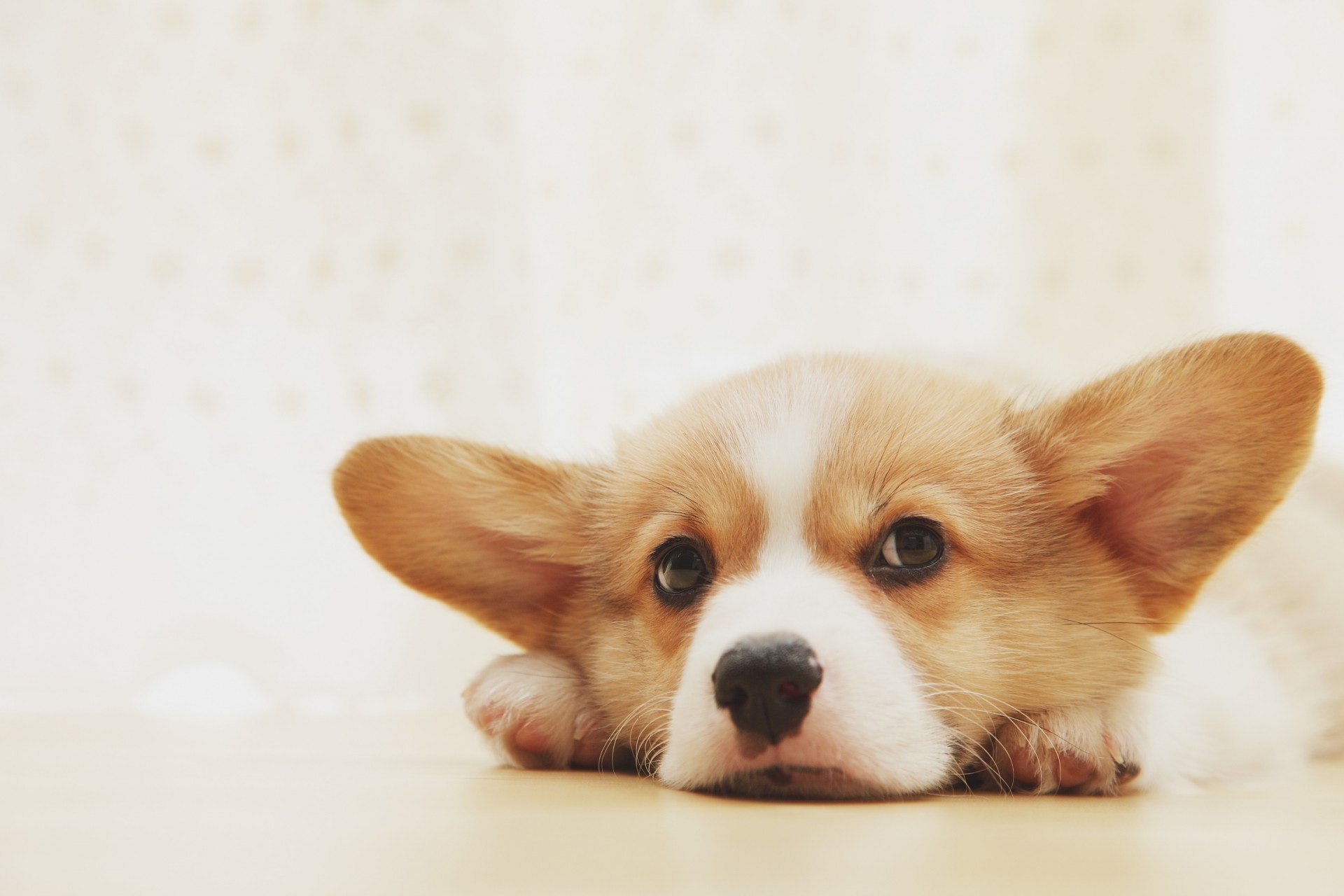 Dr. Cheung指過早注射會使疫苗失效,無法刺激幼犬的免疫系統。(VCG) Dr. Cheung指過早注射會使疫苗失效,無法刺激幼犬的免疫系統。(VCG)