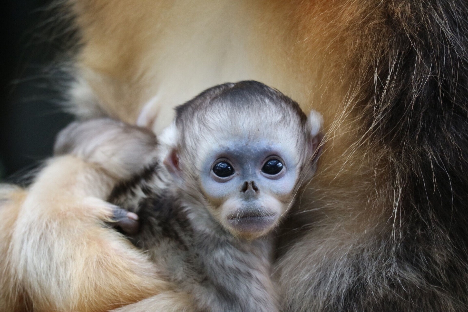 第二隻在海洋公園誕生的川金絲猴寶寶即將滿月,市民可到公園facebook投票,一起為猴寶寶改名。(海洋公園提供) 第二隻在海洋公園誕生的川金絲猴寶寶即將滿月,市民可到公園facebook投票,一起為猴寶寶改名。(海洋公園提供)