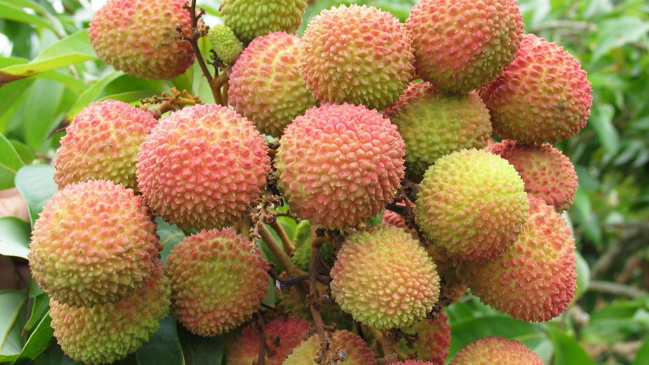 宋朝老饕嘲楊貴妃愛吃 妃子笑 不識貨 延禧 荔枝宴才是佳品 香港01 藝文中國