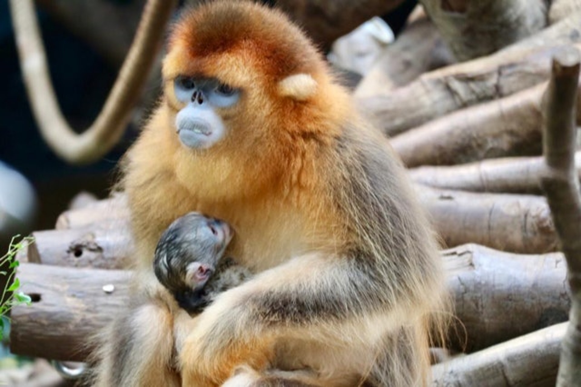 香港海洋公園迎來本港第二隻川金絲猴誕生,小寶寶與母親樂樂由公園的專家妥善照料。(海洋公園提供圖片)