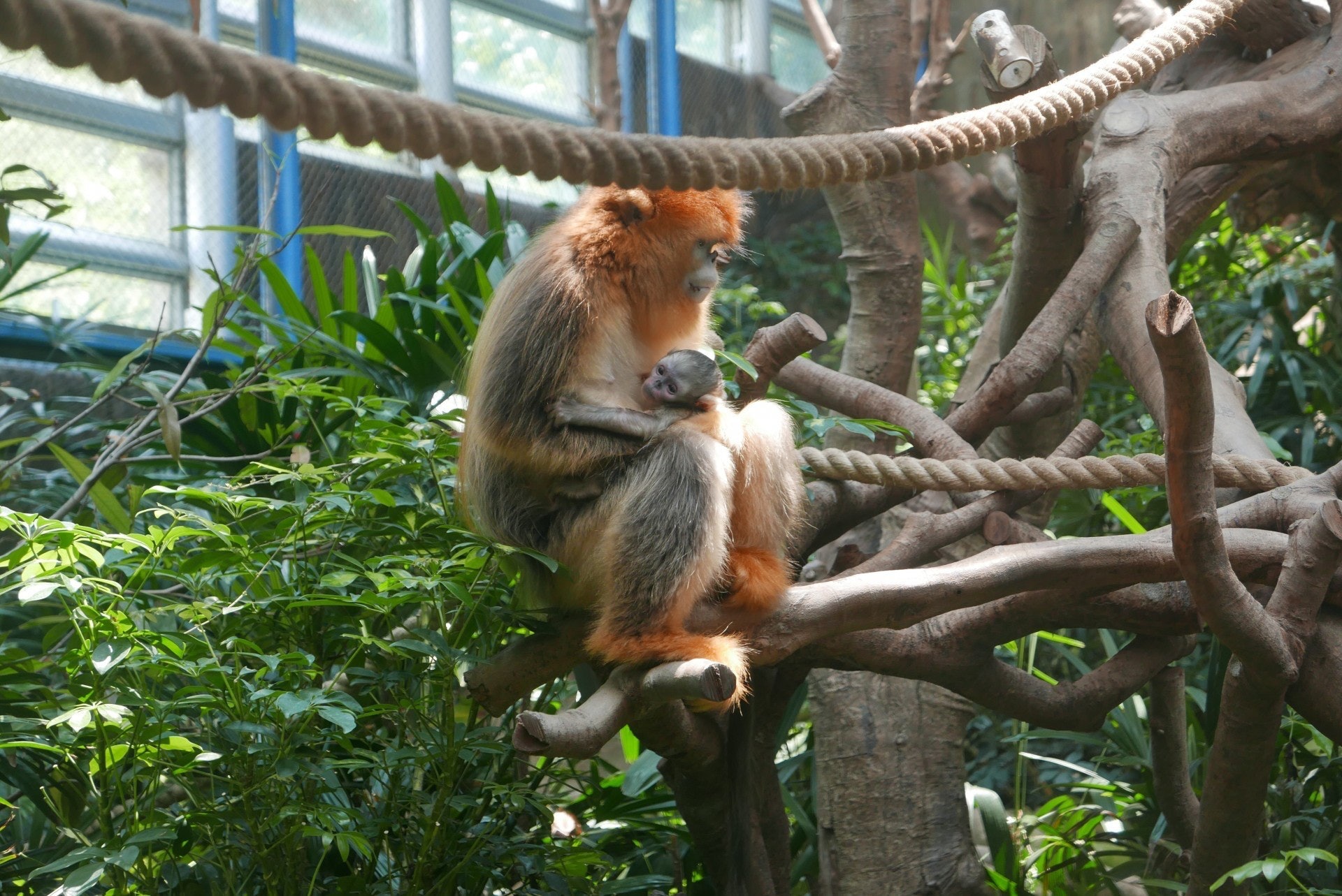 圖為川金絲猴寶寶的兄長樂奇剛出世時的樣子,但牠已返回成都動物園。(資料圖片 / 海洋公園提供圖片)