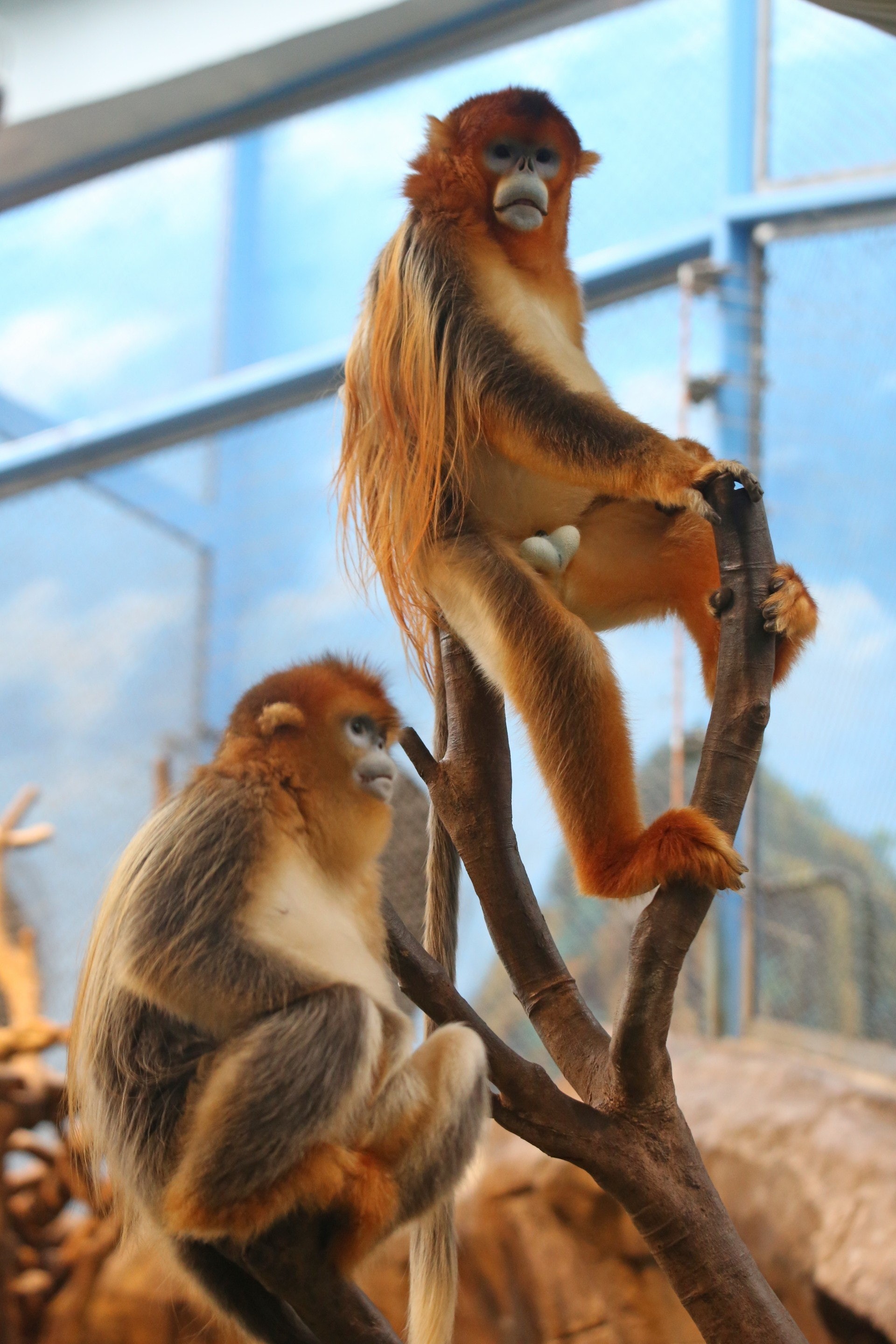 雄性川金絲猴其其(圖右)和雌性川金絲猴樂樂(圖左),分別於2015年及2012年從成都動物園加入海洋公園。(資料圖片 / 海洋公園提供圖片)