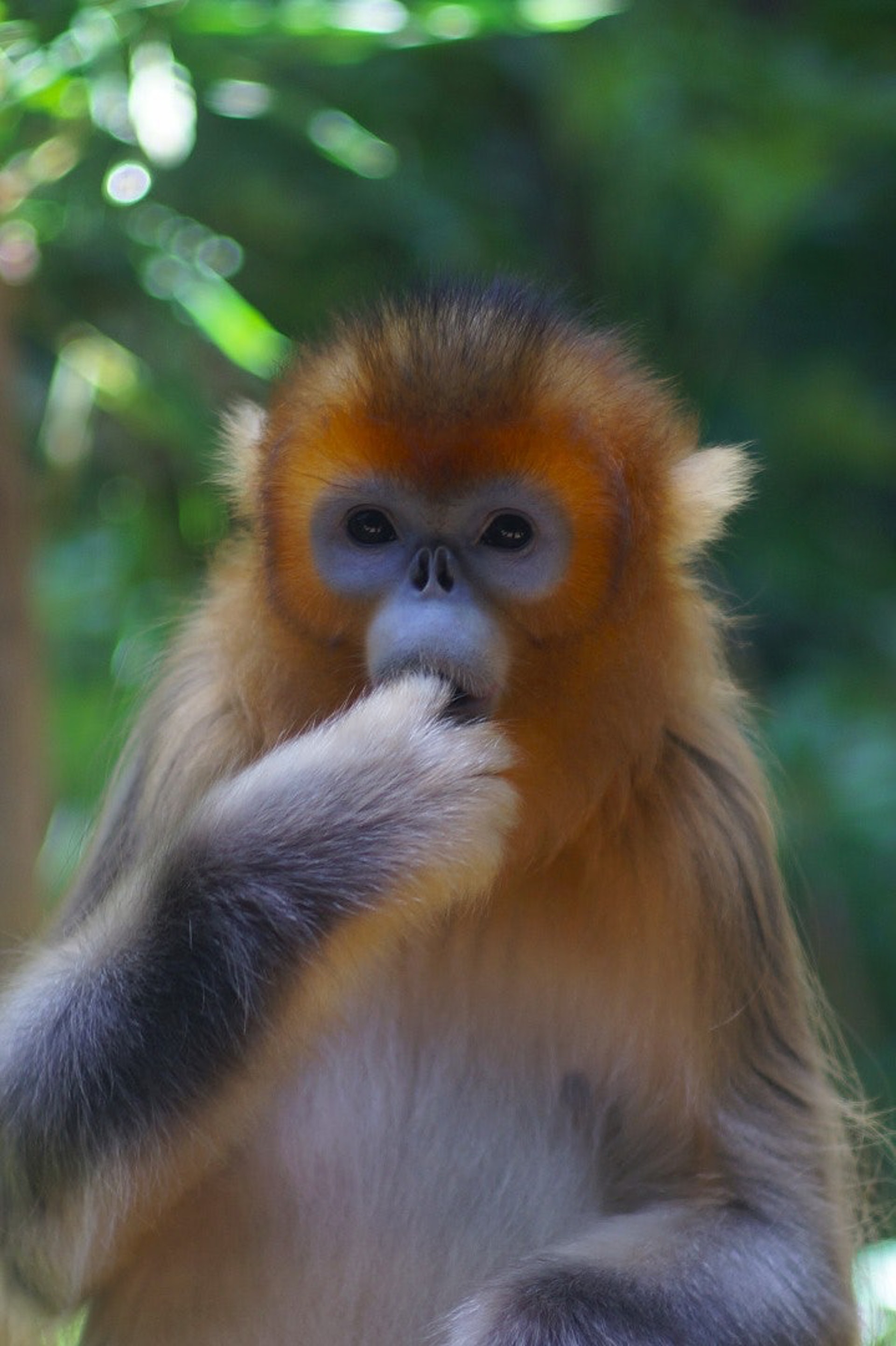 來港4年的川金絲猴「虎虎」於2016年2月初不幸離世,牠聰明好動,喜歡吸啜自己的大拇指。(海洋公園提供圖片)