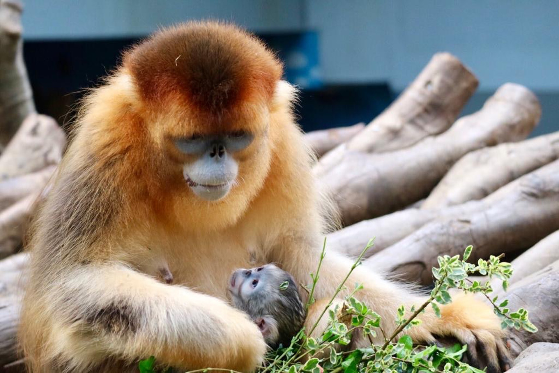 香港海洋公園迎來本港第二隻川金絲猴誕生,小寶寶與母親樂樂由公園的專家妥善照料。(海洋公園提供圖片)