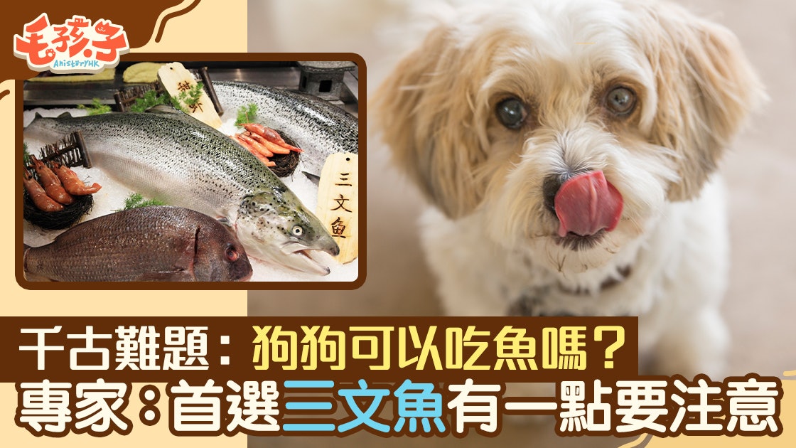 寵物健康 狗狗可以吃魚 高蛋白好處多不過要注意一點 寵物健康 狗狗可以吃魚 高蛋白好處多不過要注意一點