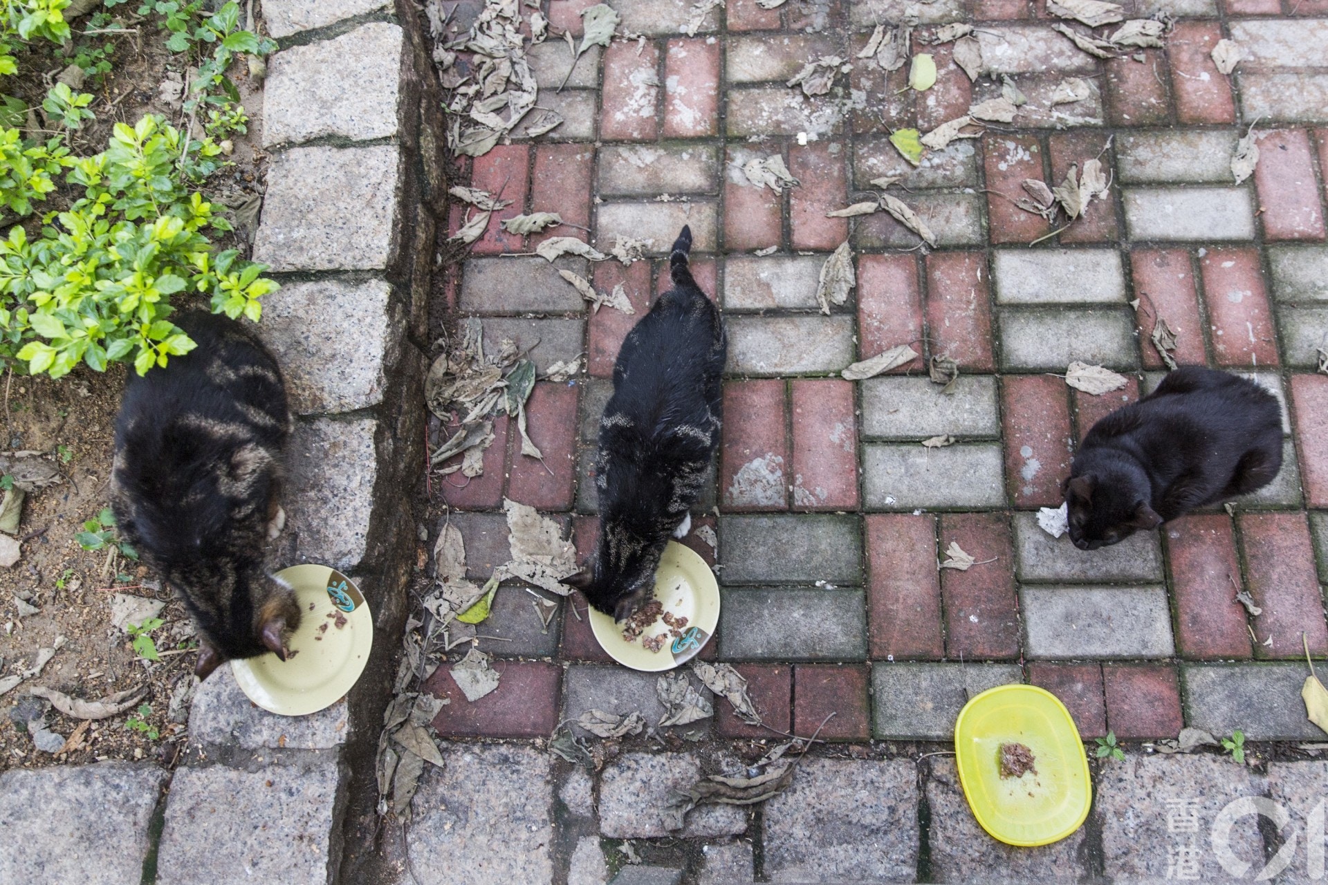 流浪貓狗若被人長期餵飼,其飼主或成「主人」,需負「謹慎責任」。(資料圖片/黃寶瑩攝) 流浪貓狗若被人長期餵飼,其飼主或成「主人」,需負「謹慎責任」。(資料圖片/黃寶瑩攝)
