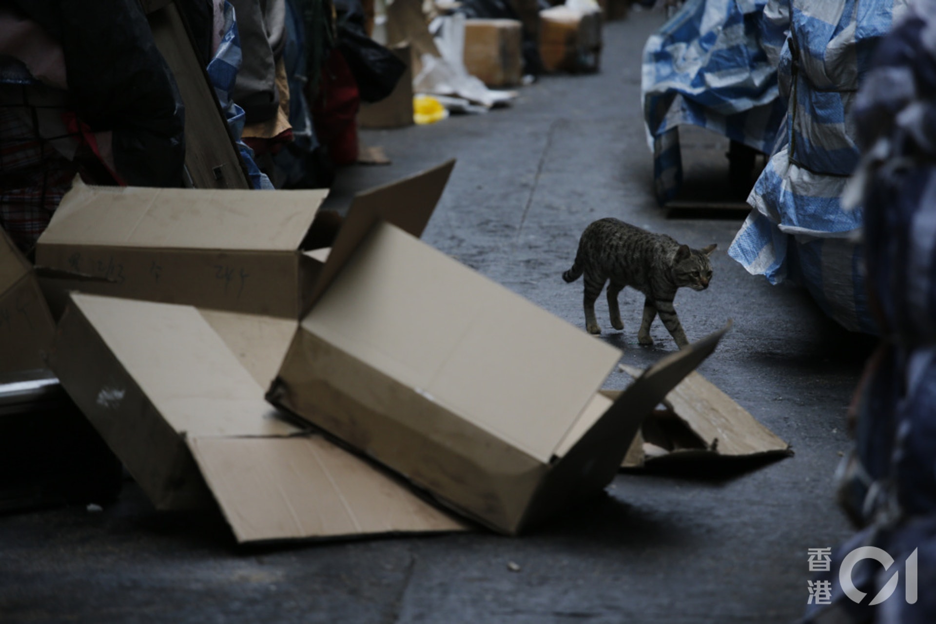 漁護署建議引入「謹慎責任」,若主人遺棄動物,或動物病倒或受傷時,沒有適時向獸醫求診,政府都可向主人發出改善通知書,要求對方在指定期間內改善,否則可能會被檢控。(資料圖片 / 梁鵬威攝) 漁護署建議引入「謹慎責任」,若主人遺棄動物,或動物病倒或受傷時,沒有適時向獸醫求診,政府都可向主人發出改善通知書,要求對方在指定期間內改善,否則可能會被檢控。(資料圖片 / 梁鵬威攝)