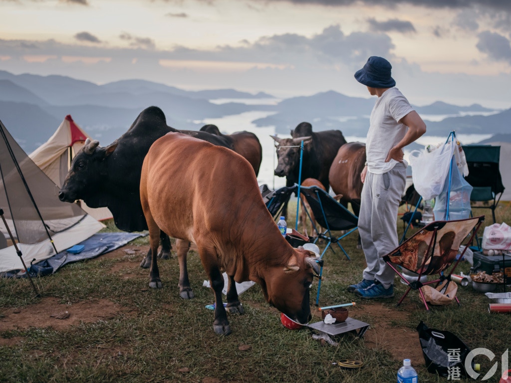流浪牛若誤食膠袋,亦需視乎證據,而檢控餵飼者。(資料圖片 / 李澤彤攝) 流浪牛若誤食膠袋,亦需視乎證據,而檢控餵飼者。(資料圖片 / 李澤彤攝)