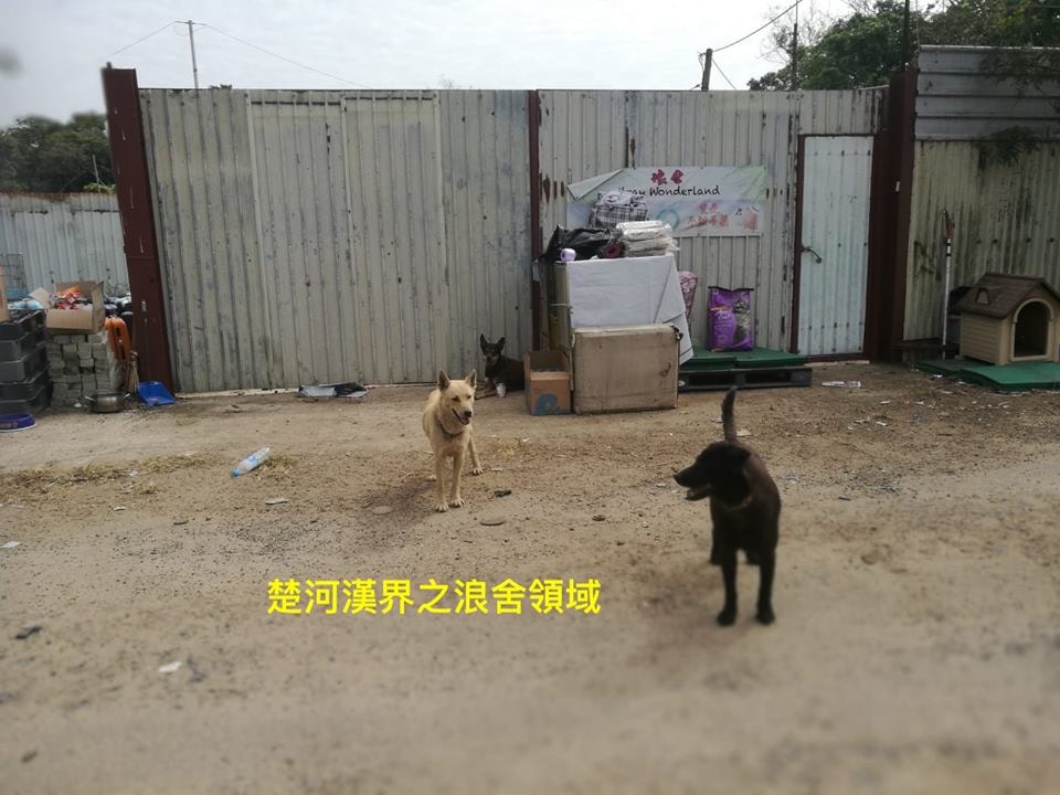 浪舍收留被遺棄的狗隻。(「浪舍」網頁圖片) 浪舍收留被遺棄的狗隻。(「浪舍」網頁圖片)