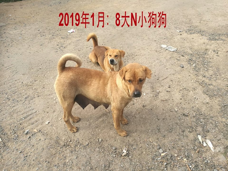 浪舍不時上傳待領養狗隻的相片到官方Facebook專頁。(浪舍Facebook專頁) 浪舍不時上傳待領養狗隻的相片到官方Facebook專頁。(浪舍Facebook專頁)