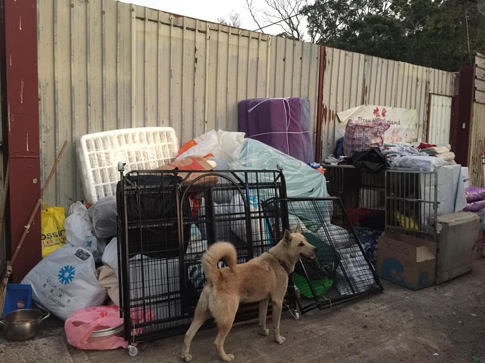 浪舍不時上傳場內的狗隻生活照到官方Facebook專頁。(浪舍Facebook專頁) 浪舍不時上傳場內的狗隻生活照到官方Facebook專頁。(浪舍Facebook專頁)