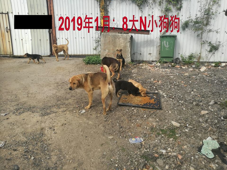 浪舍不時上傳待領養狗隻的相片到官方Facebook專頁。(浪舍Facebook專頁) 浪舍不時上傳待領養狗隻的相片到官方Facebook專頁。(浪舍Facebook專頁)