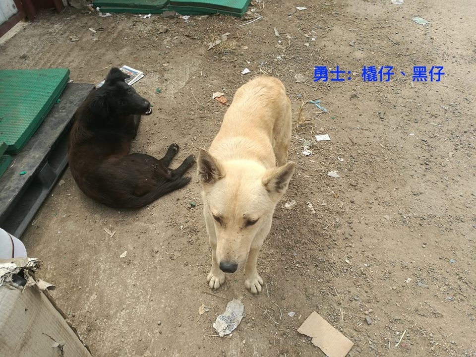 浪舍不時上傳待領養狗隻的相片到官方Facebook專頁。(浪舍Facebook專頁) 浪舍不時上傳待領養狗隻的相片到官方Facebook專頁。(浪舍Facebook專頁)