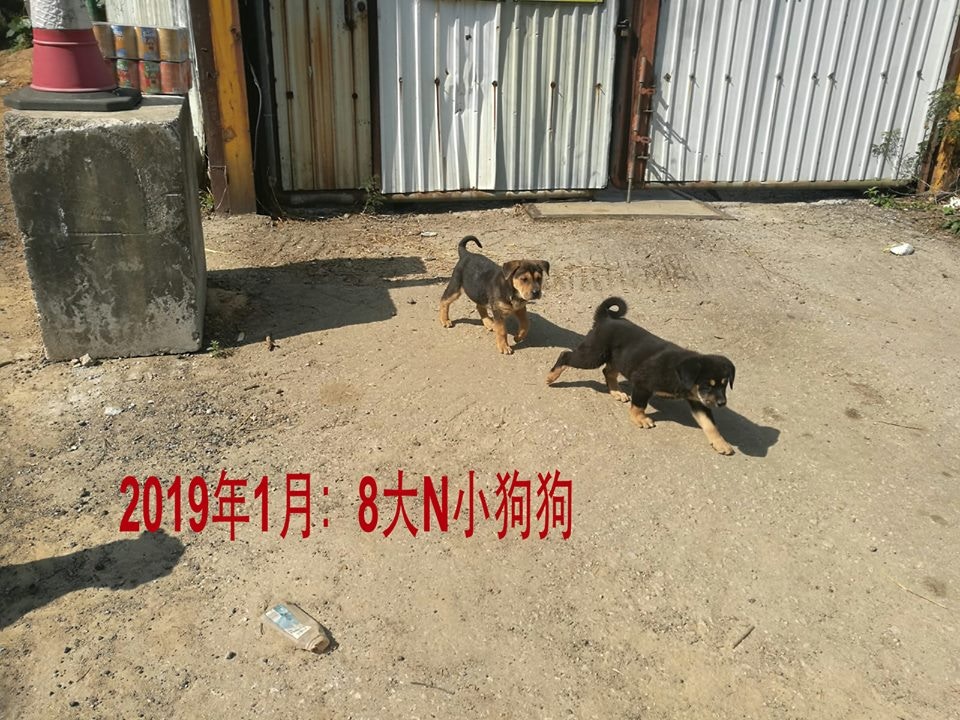 浪舍不時上傳場內的狗隻生活照到官方Facebook專頁。(浪舍Facebook專頁) 浪舍不時上傳場內的狗隻生活照到官方Facebook專頁。(浪舍Facebook專頁)