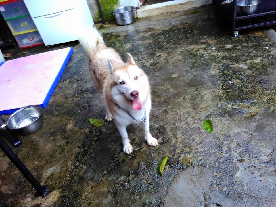 浪舍不時上傳場內的狗隻生活照到官方Facebook專頁。(浪舍Facebook專頁) 浪舍不時上傳場內的狗隻生活照到官方Facebook專頁。(浪舍Facebook專頁)