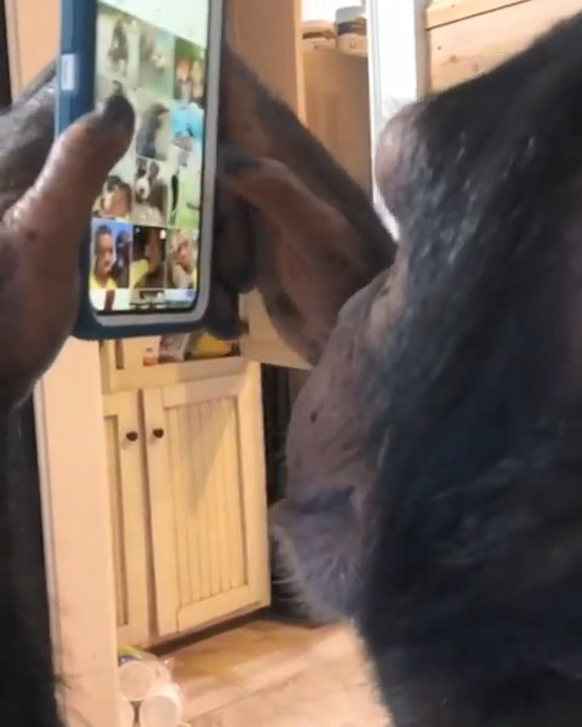 近日有位動保人士於IG上載片段,一隻黑猩猩竟拿着電話,熟練地用手指掃螢幕,於IG點選自己想看的影片及相片。(IG片段截圖) 近日有位動保人士於IG上載片段,一隻黑猩猩竟拿着電話,熟練地用手指掃螢幕,於IG點選自己想看的影片及相片。(IG片段截圖)