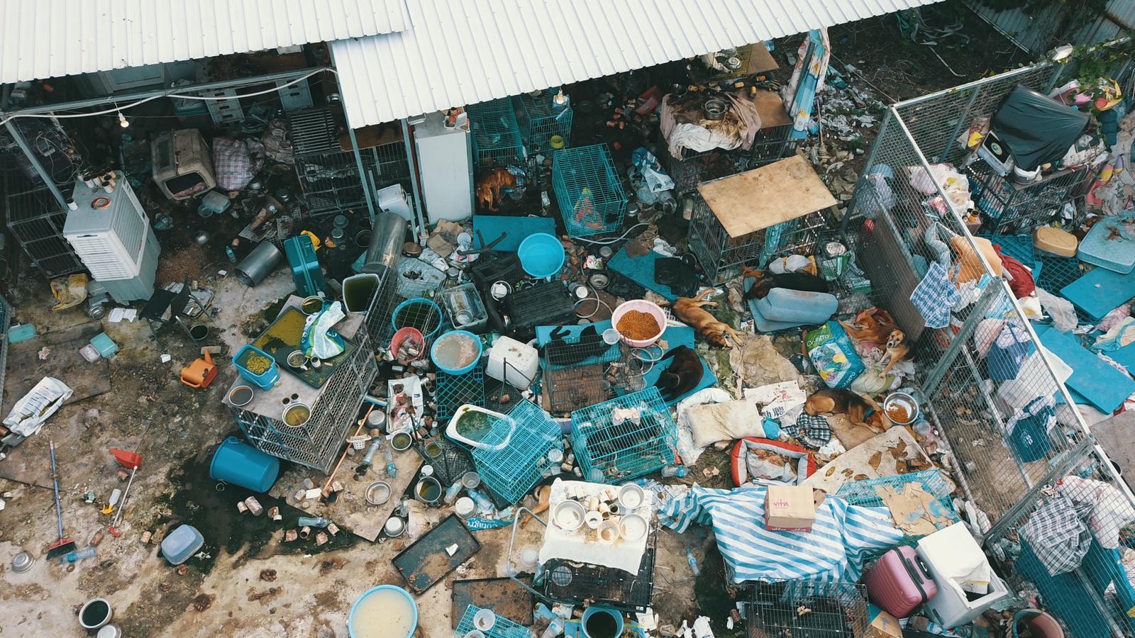 狗義工利用航拍機拍攝到狗場情況內衛生環境惡劣。 狗義工利用航拍機拍攝到狗場情況內衛生環境惡劣。