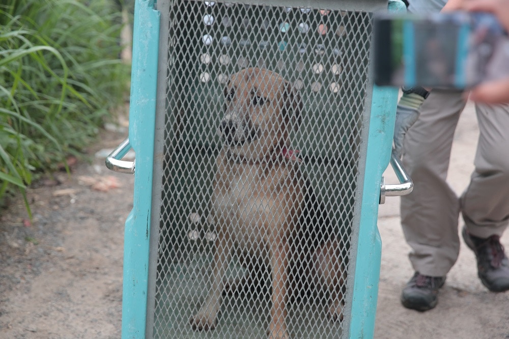 漁護署正將第一批狗狗送往漁農自然護理署新界北動物管理中心。(梁銘康攝) 漁護署正將第一批狗狗送往漁農自然護理署新界北動物管理中心。(梁銘康攝)