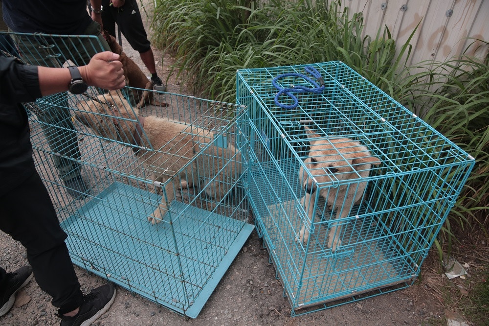 漁護署正將第一批狗狗送往漁農自然護理署新界北動物管理中心。(梁銘康攝) 漁護署正將第一批狗狗送往漁農自然護理署新界北動物管理中心。(梁銘康攝)