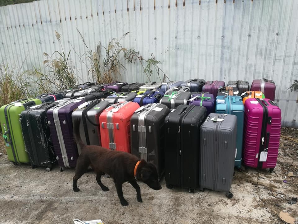 善心人捐贈的行李箱,可作為狗隻的床鋪。(「浪舍」fb) 善心人捐贈的行李箱,可作為狗隻的床鋪。(「浪舍」fb)