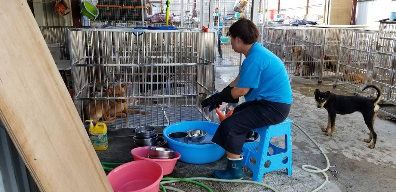 I Share Pet義工去年11月到「浪舍」進行大清洗, 令場內煥然一新。(「浪舍」fb) I Share Pet義工去年11月到「浪舍」進行大清洗, 令場內煥然一新。(「浪舍」fb)