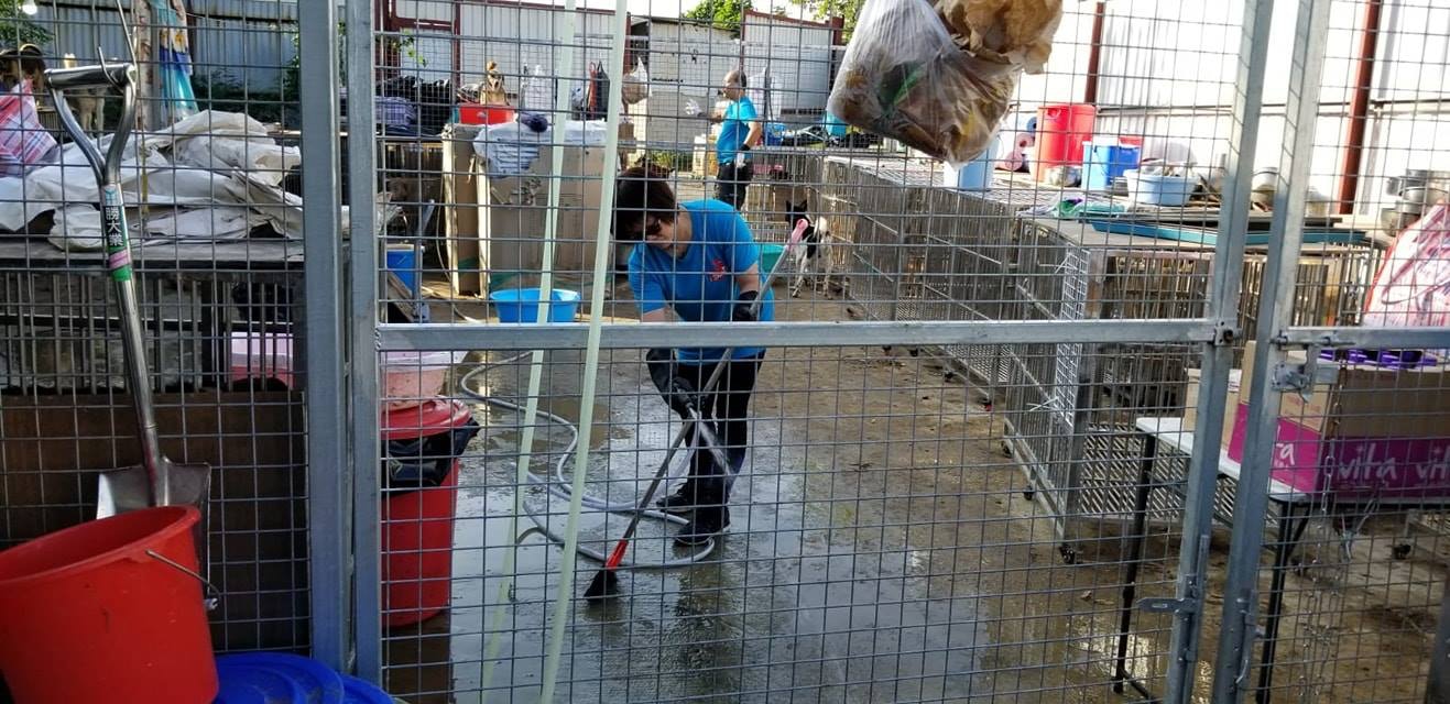 I Share Pet義工去年11月到「浪舍」進行大清洗, 令場內煥然一新。(「浪舍」fb) I Share Pet義工去年11月到「浪舍」進行大清洗, 令場內煥然一新。(「浪舍」fb)