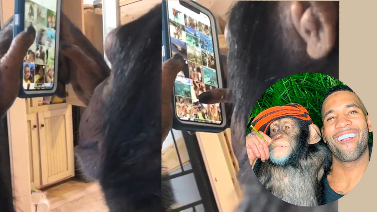 黑猩猩超熟手玩電話睇IG 網民大讚超神奇 專家:會降低社交能力 黑猩猩超熟手玩電話睇IG 網民大讚超神奇 專家:會降低社交能力