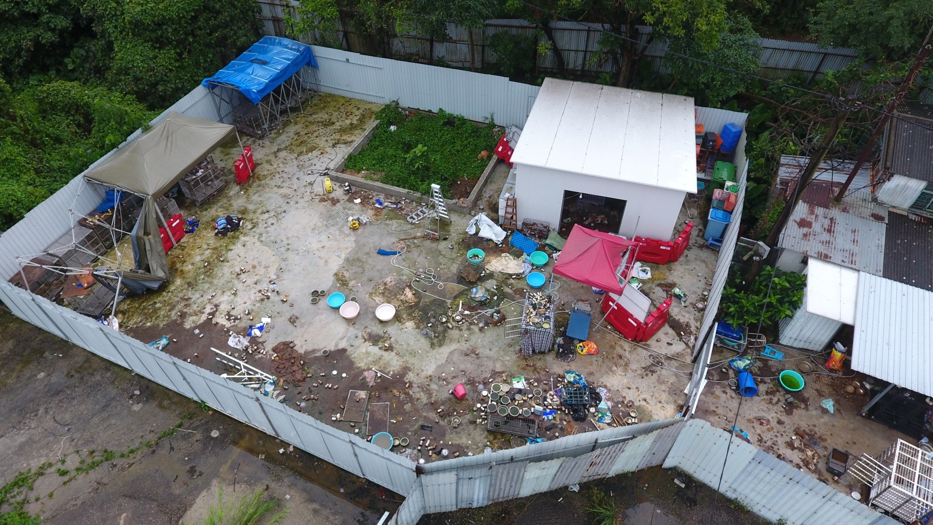 現場發現約有66隻狗及30隻貓,另外有10具動物屍體。(王譯揚攝) 現場發現約有66隻狗及30隻貓,另外有10具動物屍體。(王譯揚攝)