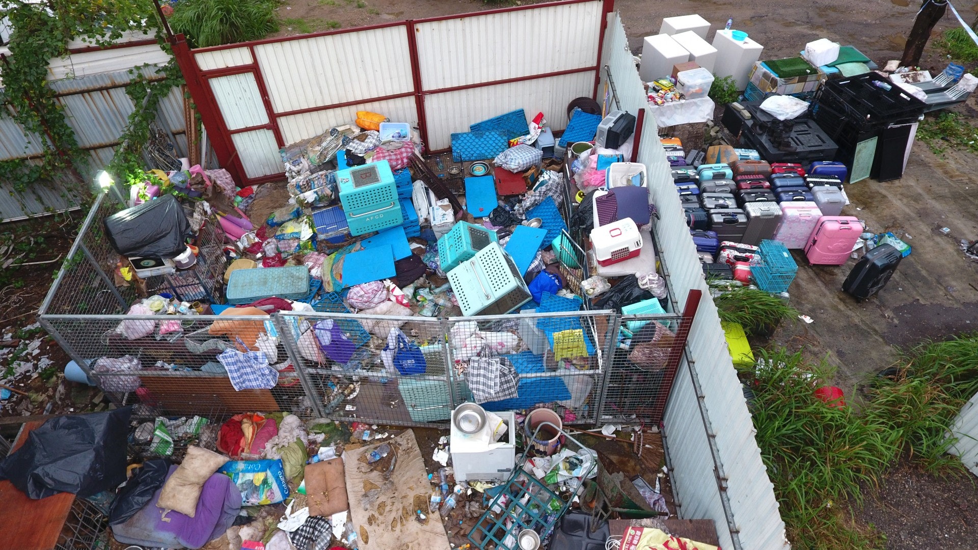 (王譯揚攝) (王譯揚攝)