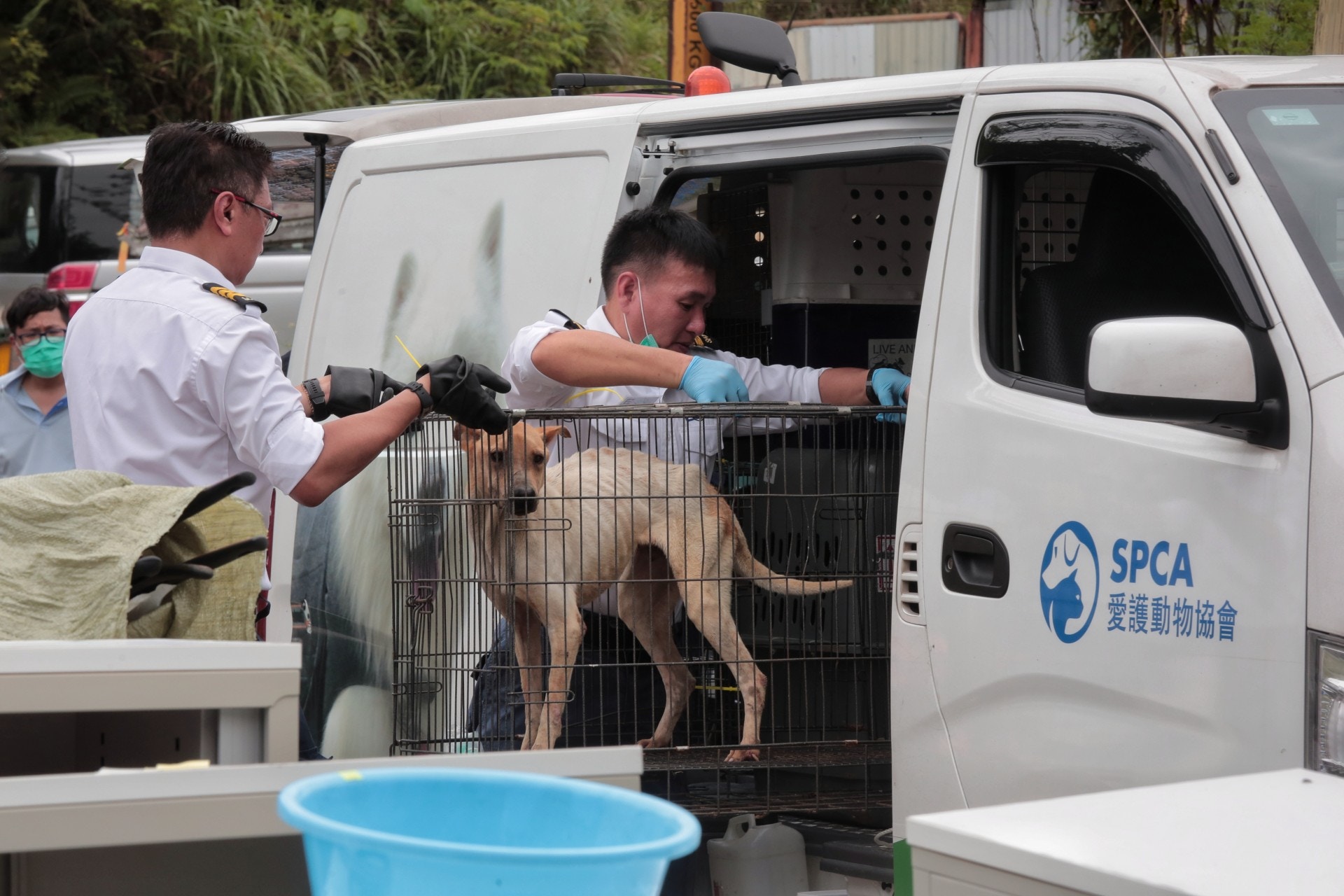 有狗隻被帶走時瘦骨如柴。(梁銘康攝) 有狗隻被帶走時瘦骨如柴。(梁銘康攝)