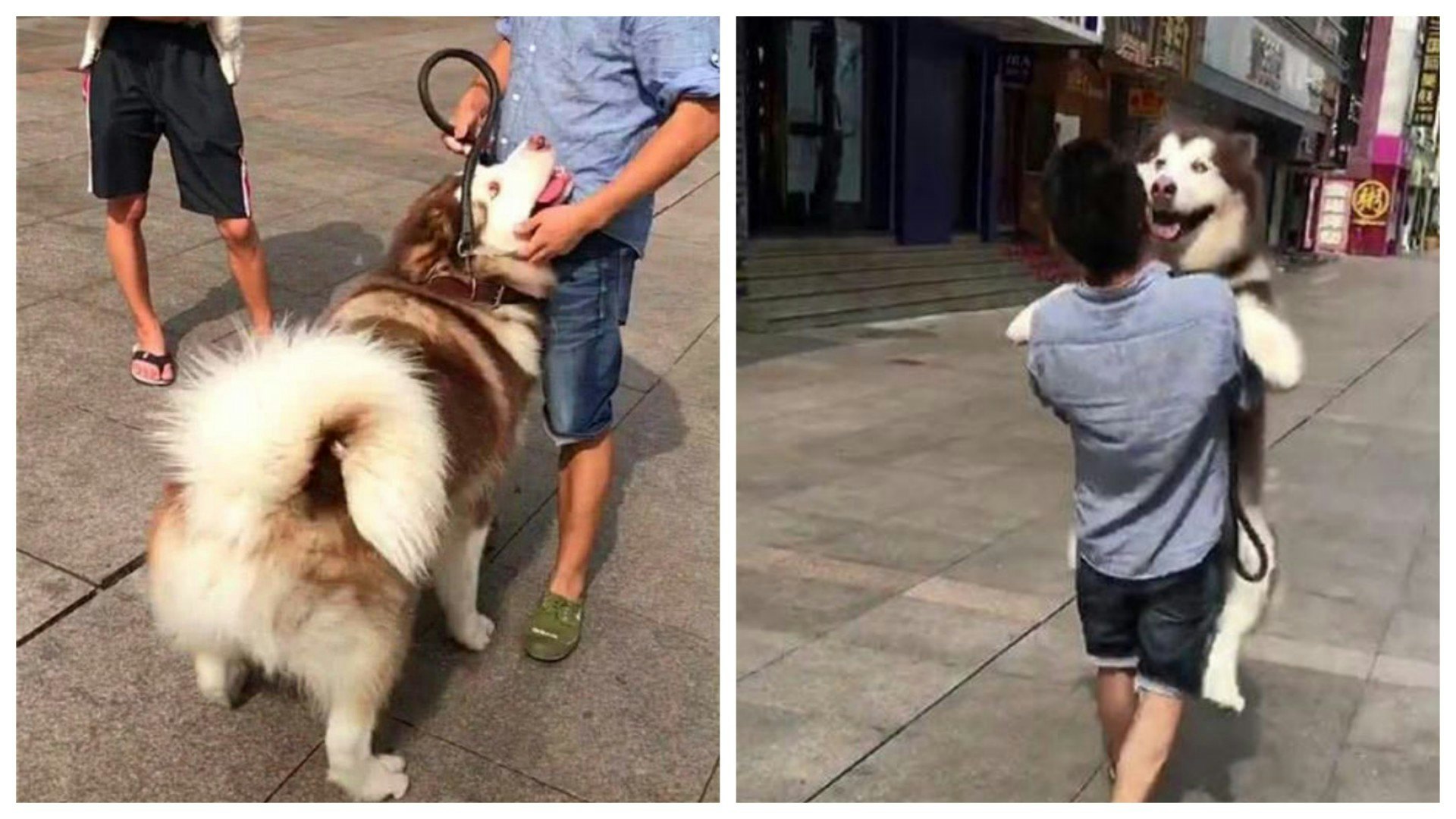 見在旁小狗被抱 百磅阿拉斯加犬即討抱 網民:主人差點閃腰 見在旁小狗被抱 百磅阿拉斯加犬即討抱 網民:主人差點閃腰