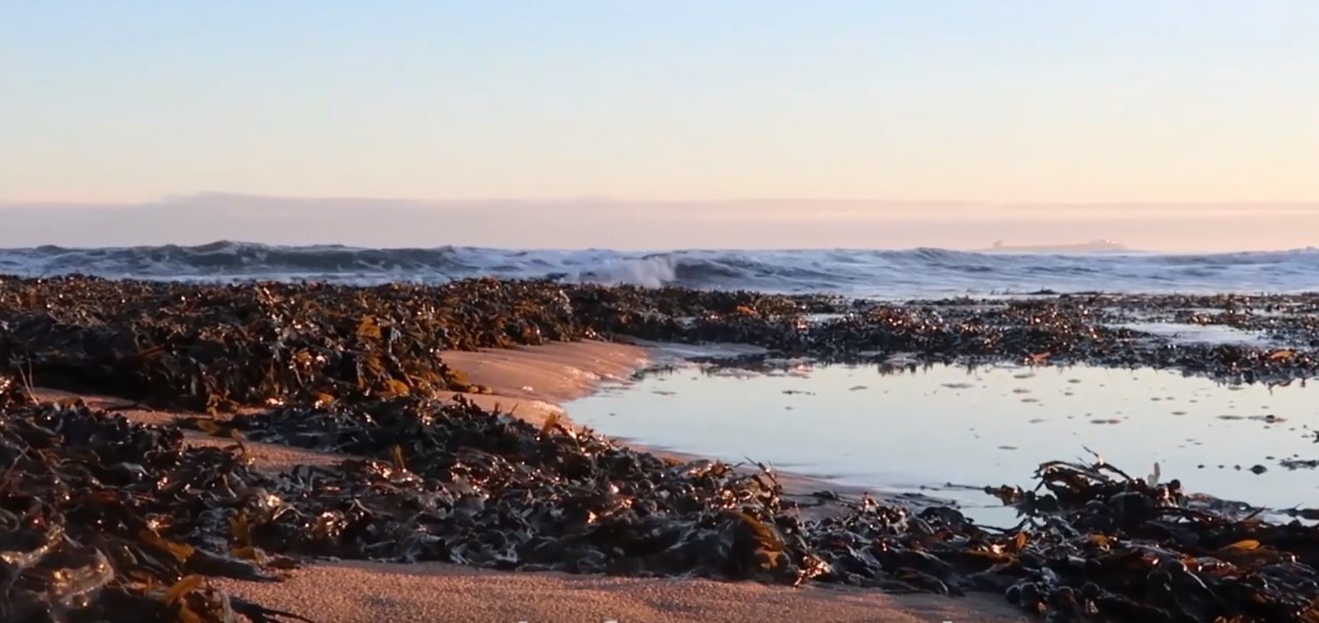 海藻大量繁殖,可持續性採用。(Notpla.com影片截圖)