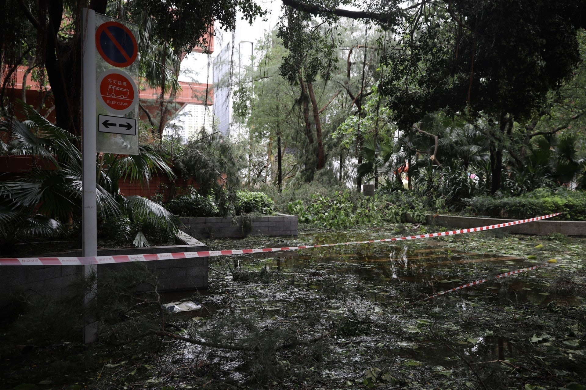 【2018年颱風山竹襲港災情】颱風山竹吹襲過後,四處都是塌樹。(資料圖片)