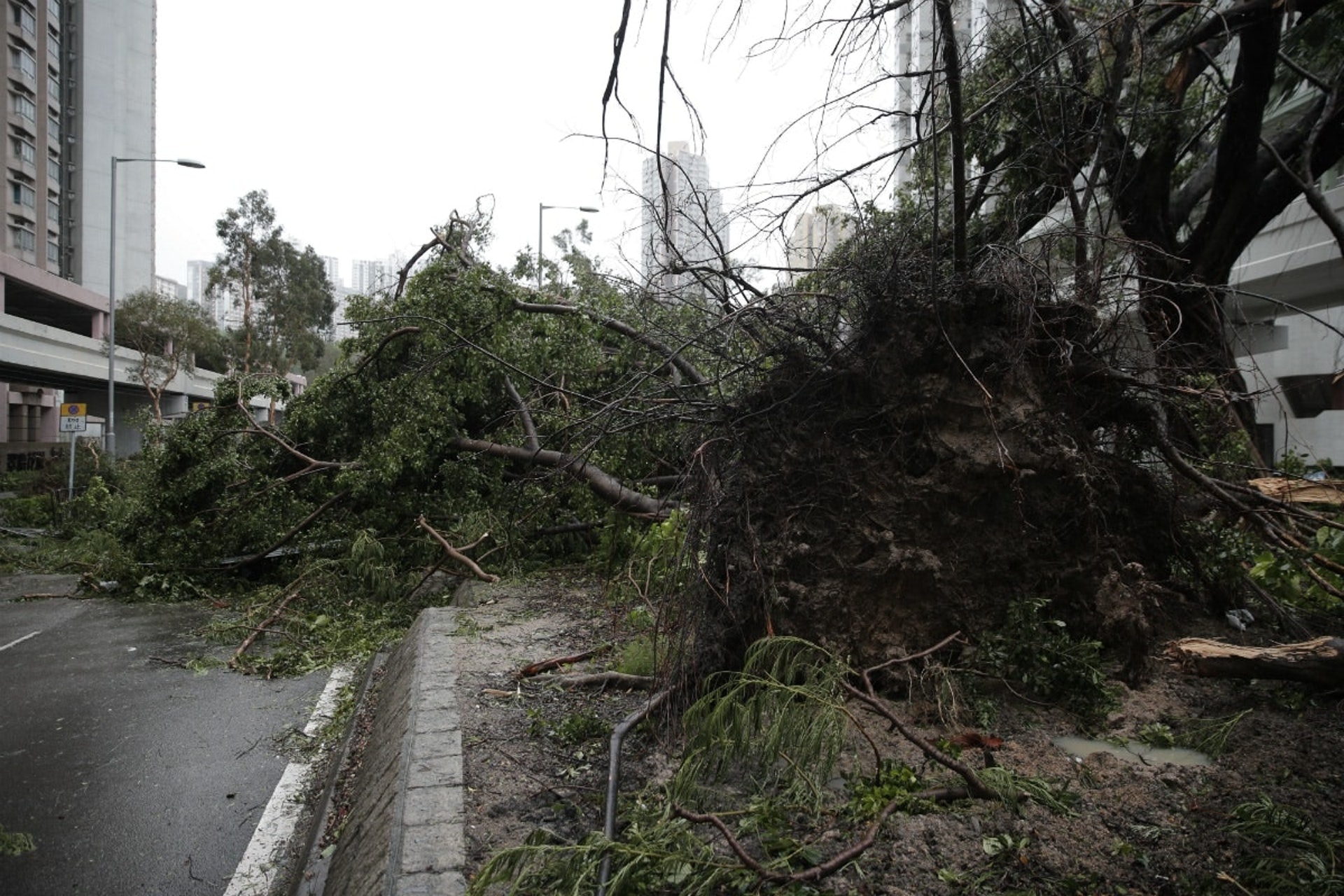 【2018年颱風山竹襲港災情】多區塌樹致路面交通受阻。（資料圖片）