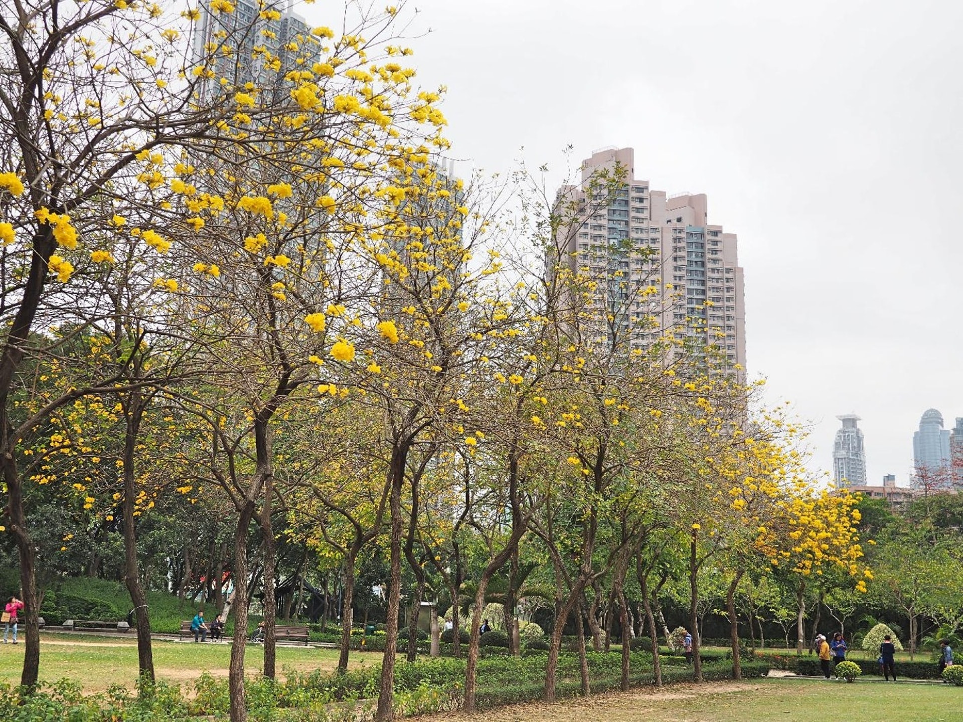 南昌公園種有不少花草樹木。(資料圖片) 南昌公園種有不少花草樹木。(資料圖片)