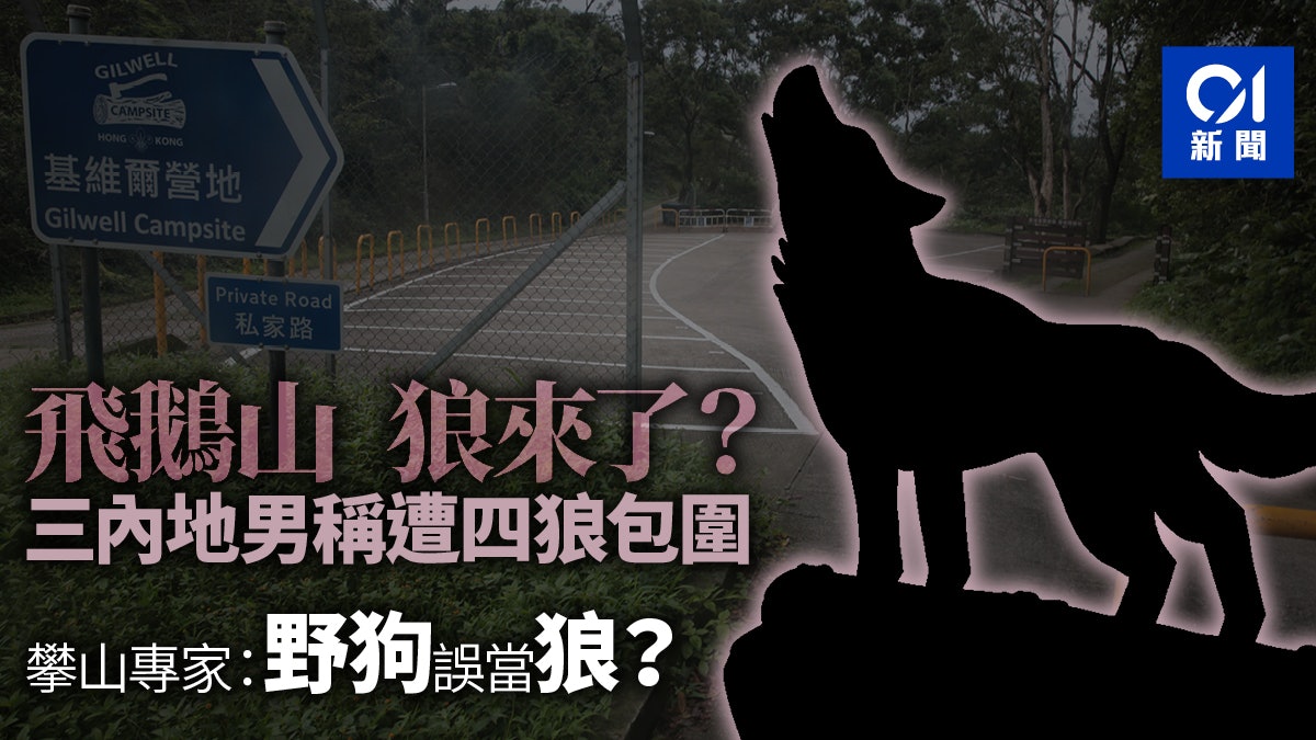 狼來了 飛鵝山上三內地男稱遇狼群憂安危報警求助 狼來了 飛鵝山上三內地男稱遇狼群憂安危報警求助