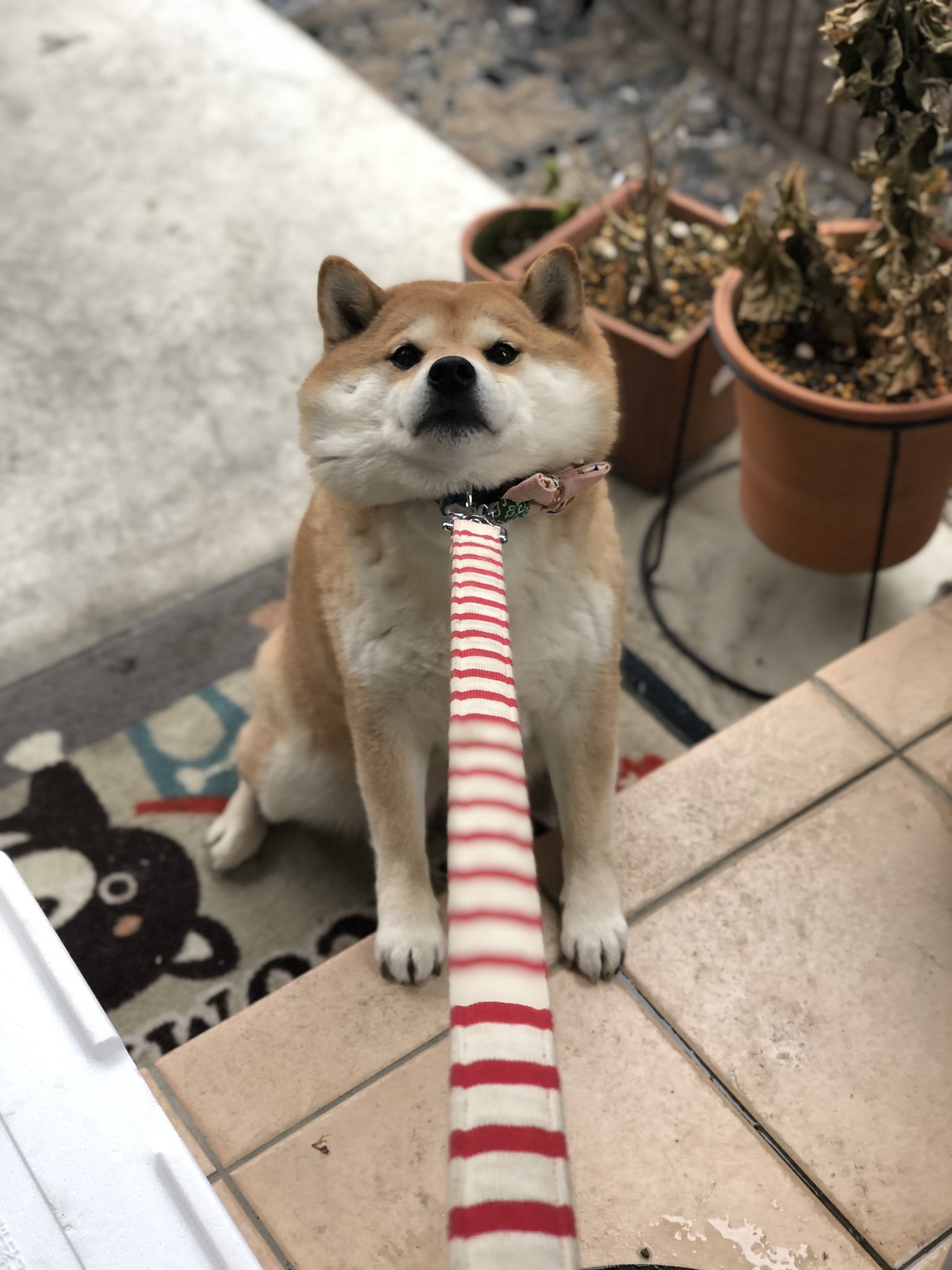 拒否柴 柴犬hana被稱史上最貪玩主人喊回家即現肉包臉反抗